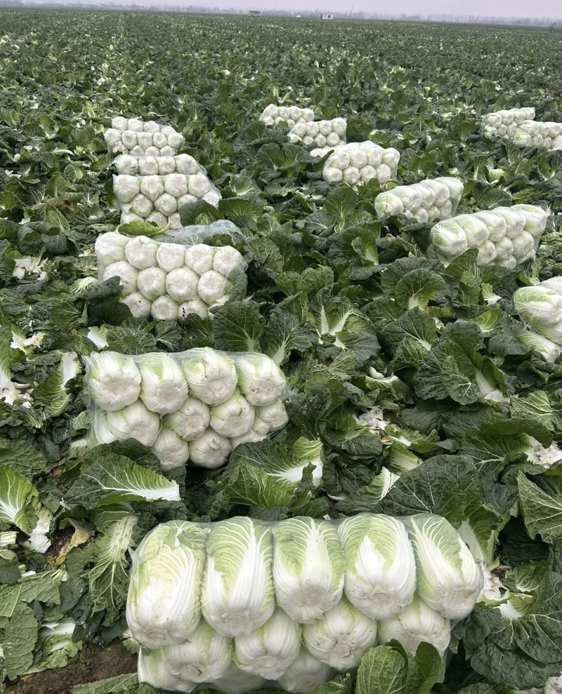 白菜，大白菜基地直供现摘现发可视频看货欢迎咨询来电