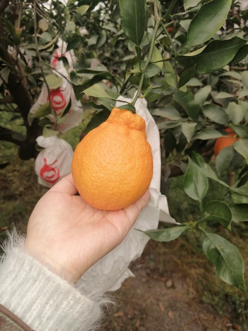 不知火品质很高
