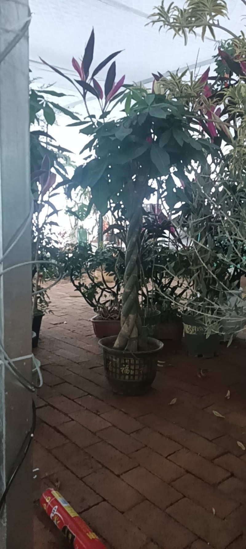 发财树
