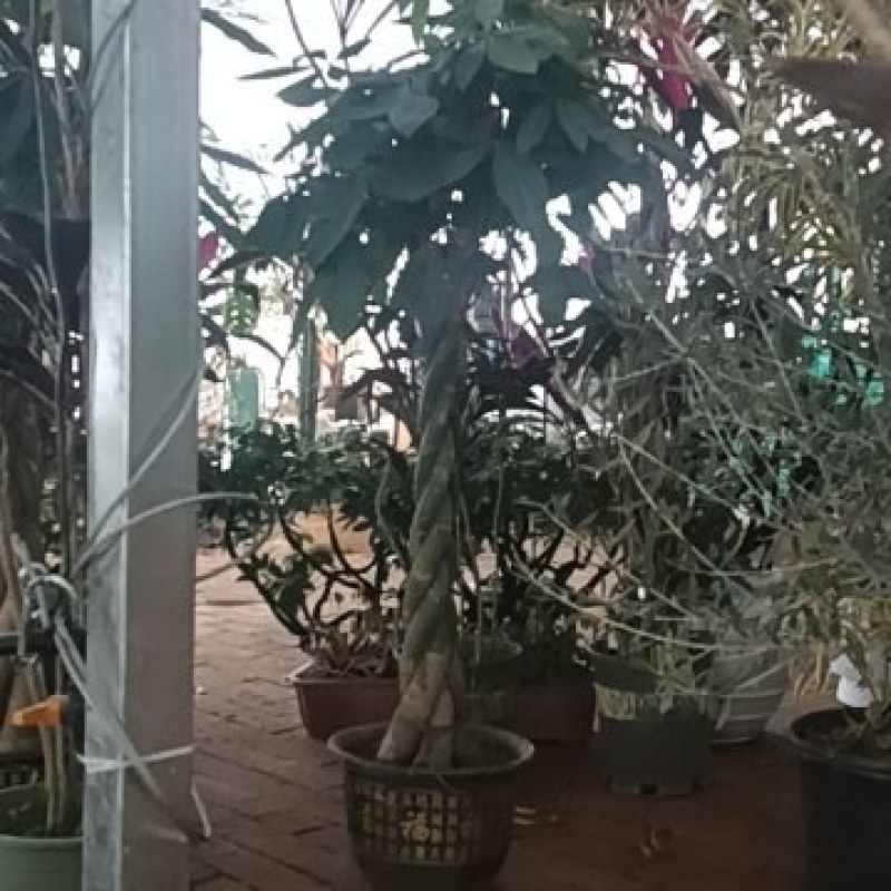 发财树