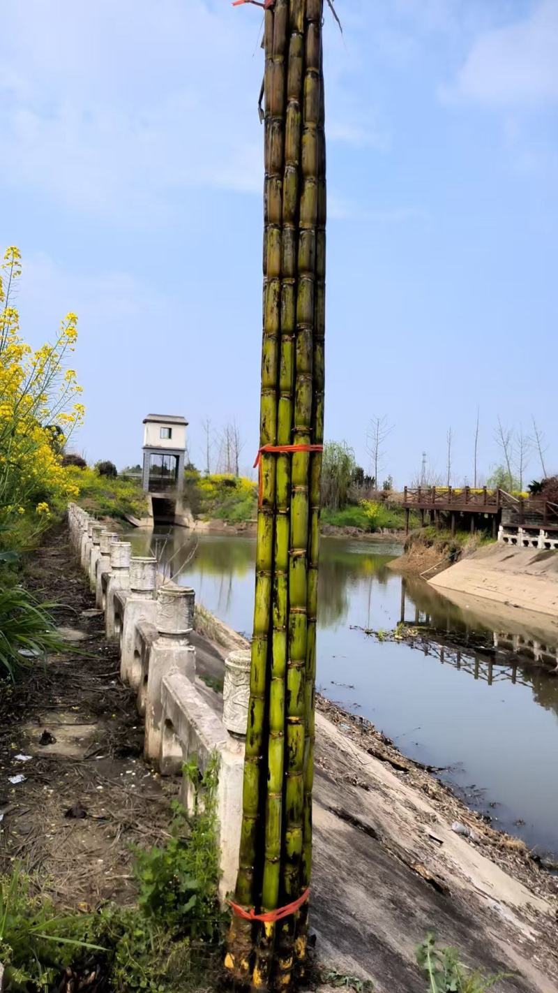 湖北青皮甘蔗,果肉细嫩无渣口感顺滑节长均匀外观漂亮好售卖