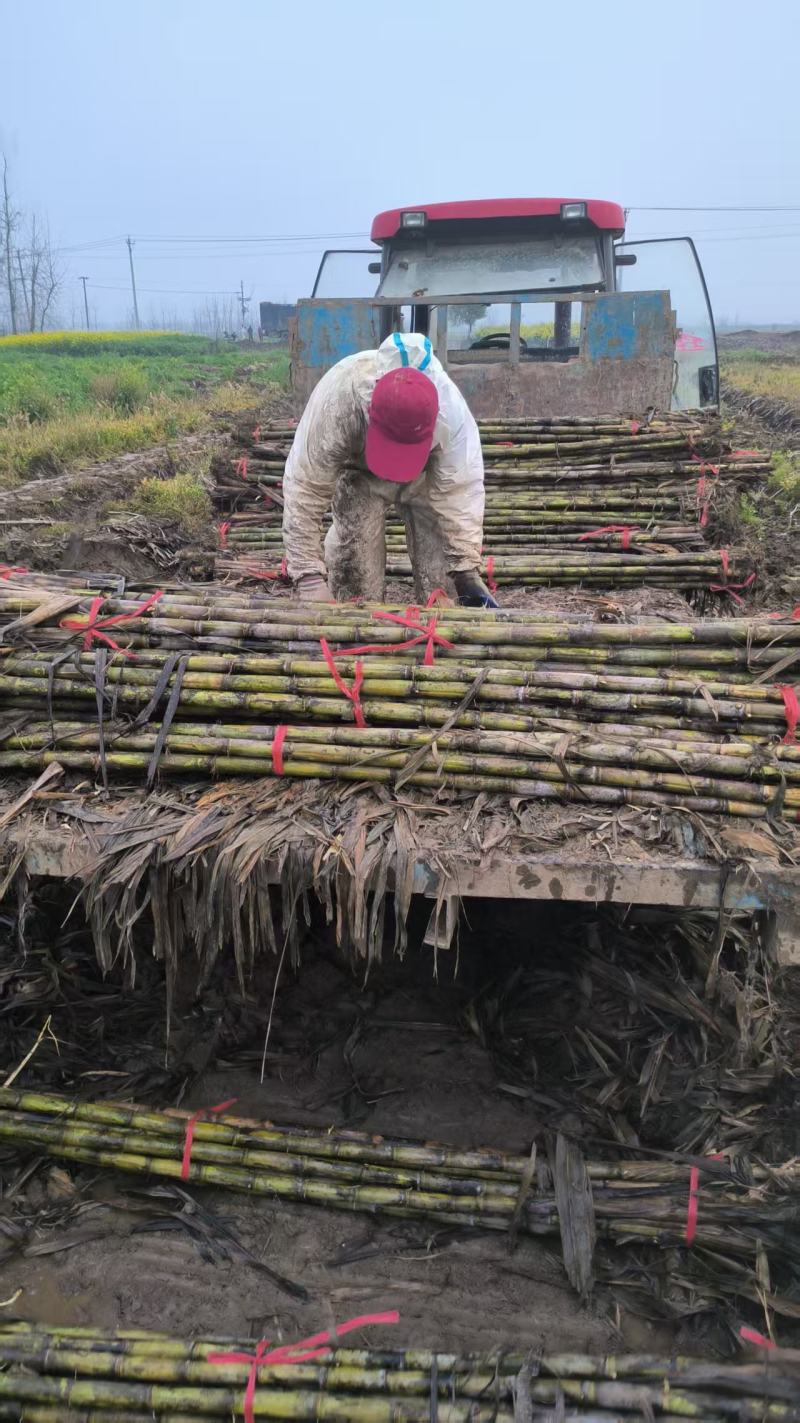 湖北青皮甘蔗,果肉细嫩无渣口感顺滑节长均匀外观漂亮好售卖