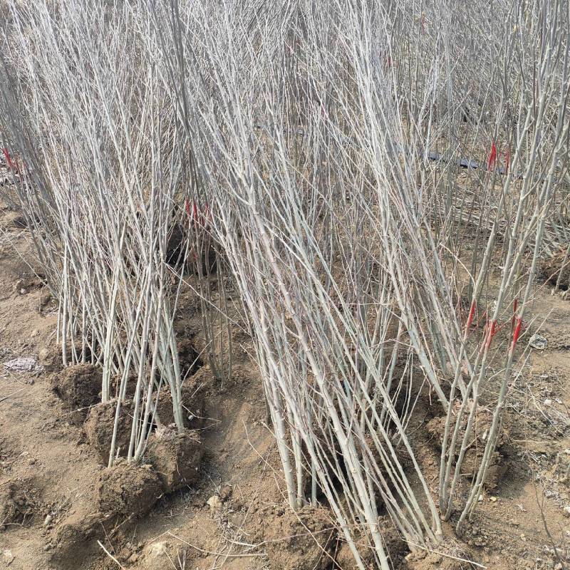 苗圃直销木槿1.2米高，一手货源，诚信经营，可视频看货
