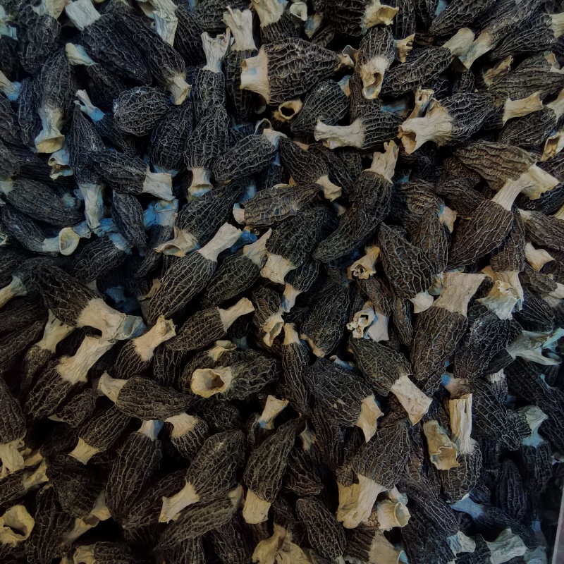 宁夏菌业大量批发羊肚菌六妹厚肉一手货源质量保证欢迎下
