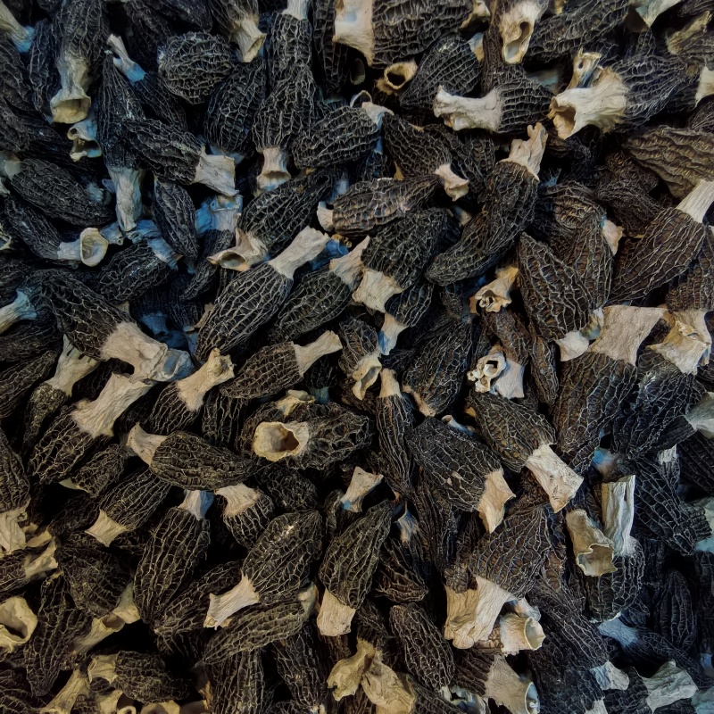 宁夏菌业大量批发羊肚菌六妹厚肉一手货源质量保证欢迎下