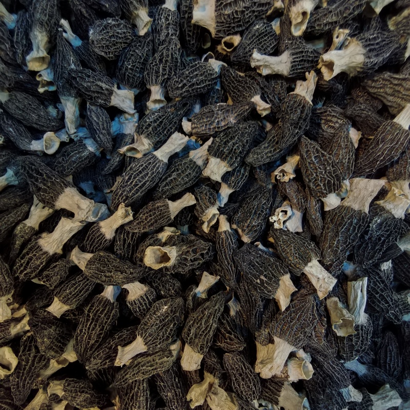 宁夏菌业大量批发羊肚菌六妹厚肉一手货源质量保证欢迎下