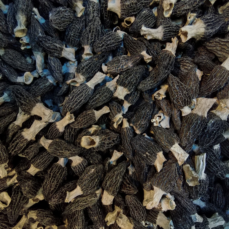 宁夏菌业大量批发羊肚菌六妹厚肉一手货源质量保证欢迎下