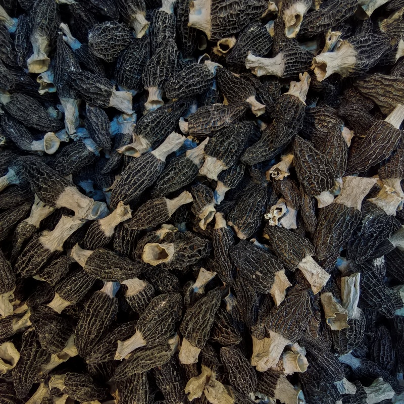 宁夏菌业大量批发羊肚菌六妹厚肉一手货源质量保证欢迎下