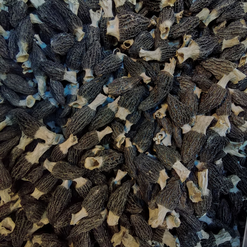 宁夏菌业大量批发羊肚菌六妹厚肉一手货源质量保证欢迎下