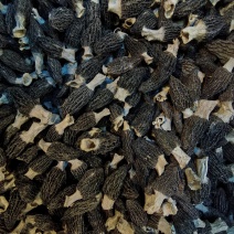 宁夏菌业大量批发羊肚菌六妹厚肉一手货源质量保证欢迎下