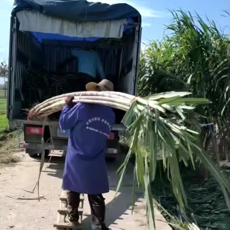 湖北仙桃青皮白玉甘蔗,基地直供果蔗,价格实惠,提供返程车
