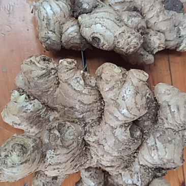 贵州小黄姜