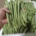 新鲜玉豆