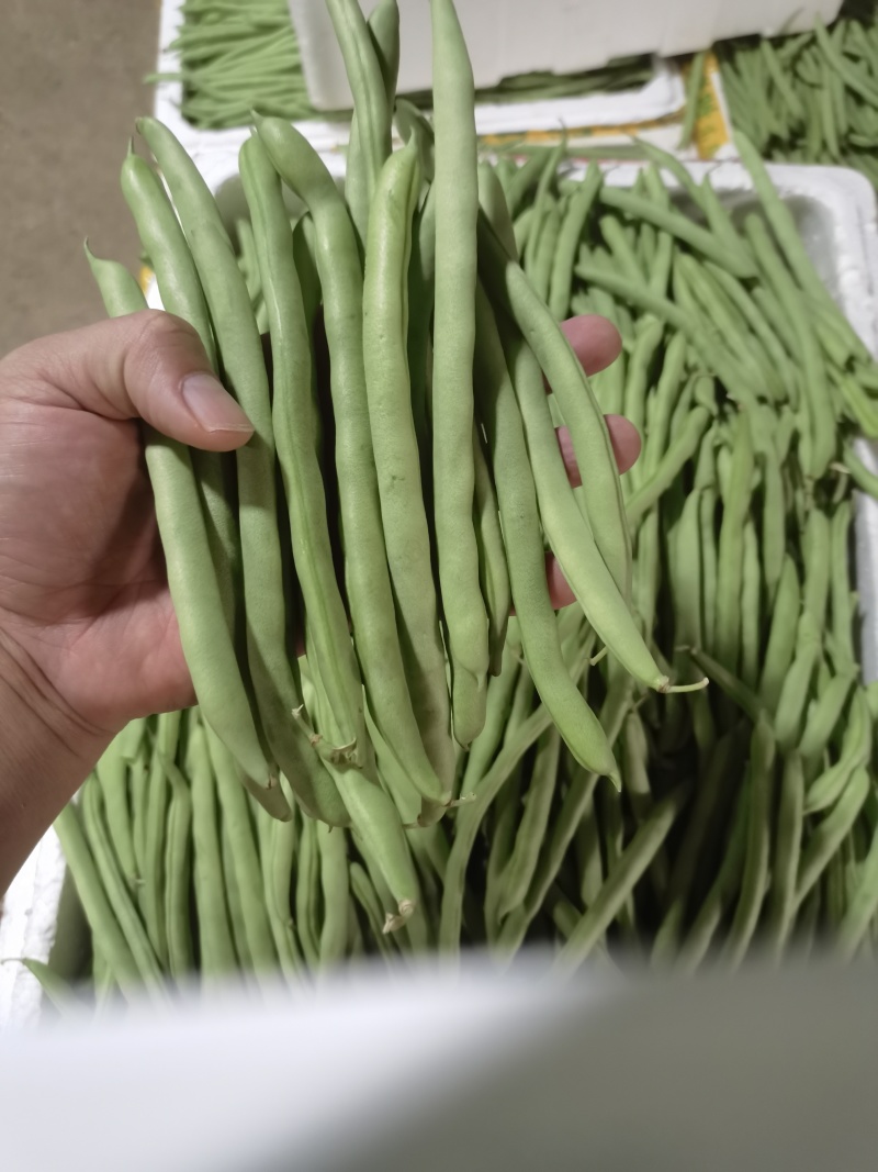 新鲜玉豆