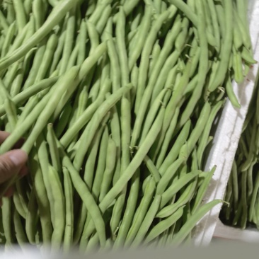 新鲜玉豆