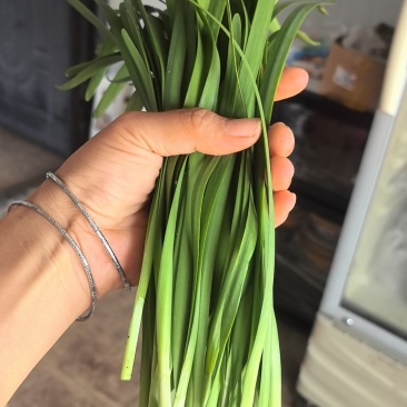 源自贵州万峰林优质小叶韭菜