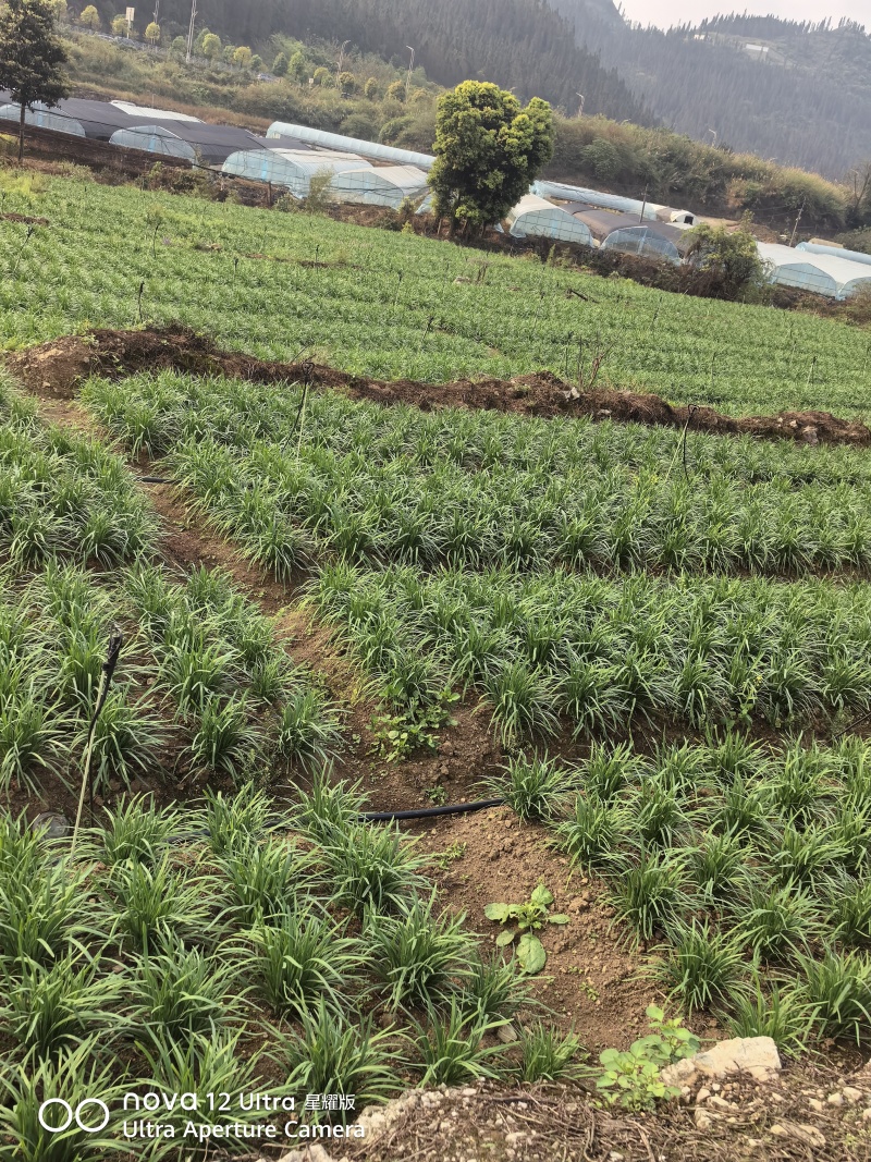 源自贵州万峰林优质小叶韭菜