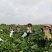 陕西精品贝贝南瓜产地发货一手货源批发品质保证