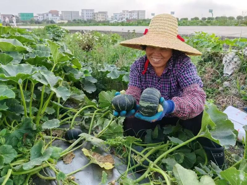 陕西精品贝贝南瓜产地发货一手货源批发品质保证