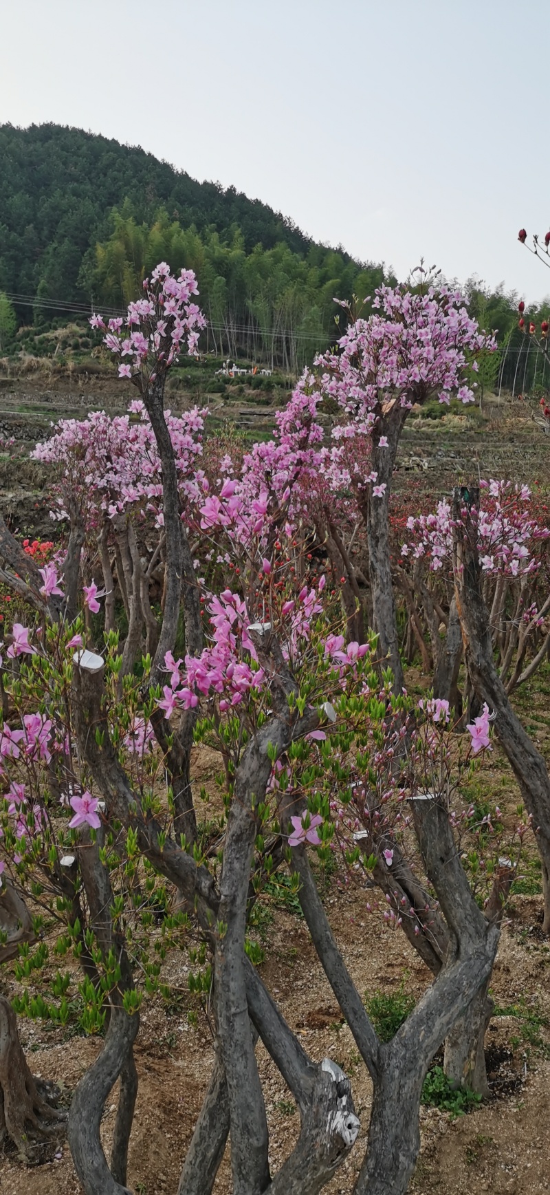 大别山先花后叶映山红（紫）