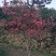 大别山先花后叶映山红（紫）