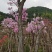 大别山先花后叶映山红（紫）