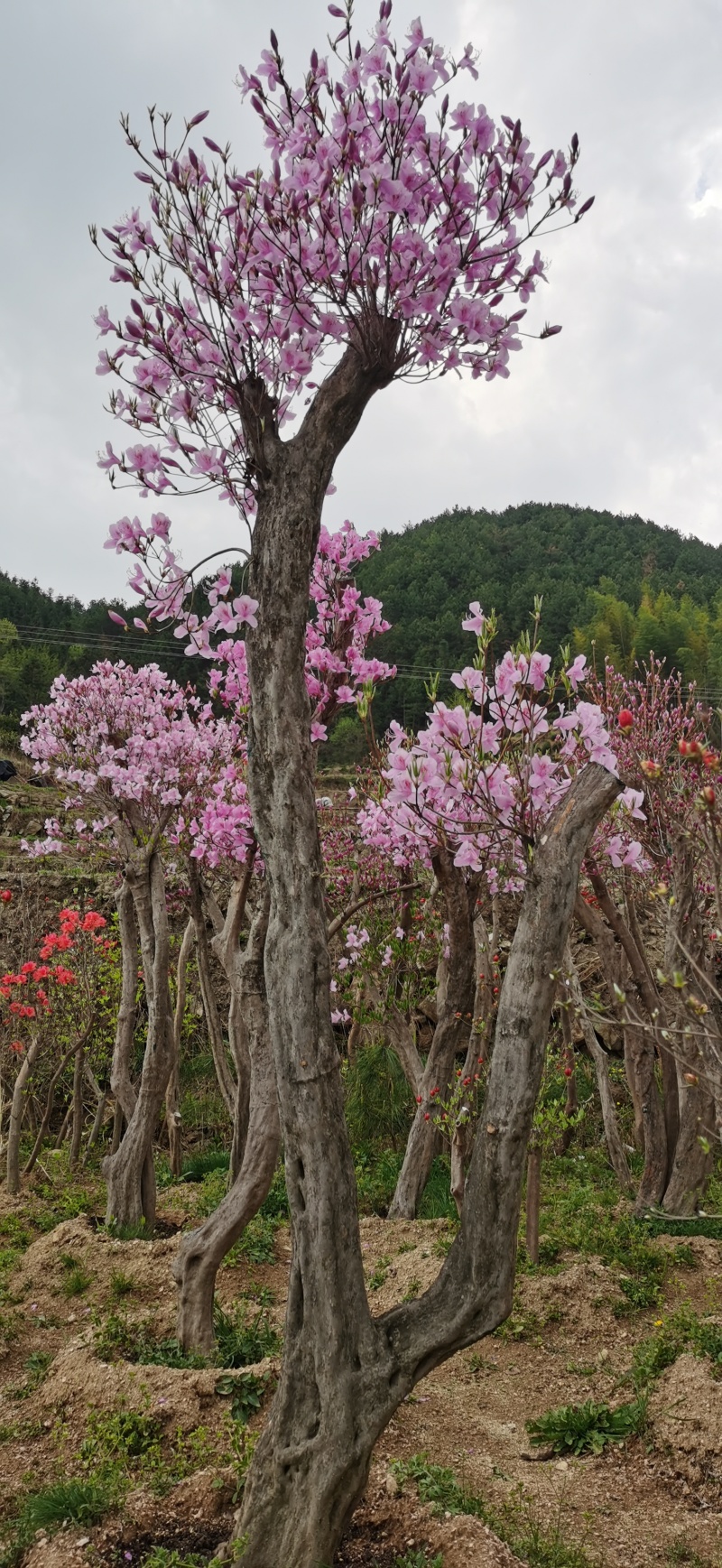 大别山先花后叶映山红（紫）