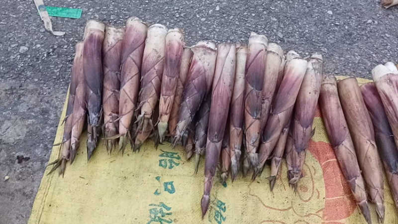 【热卖】苦笋产地直销量大质优价格优惠支持视频看货