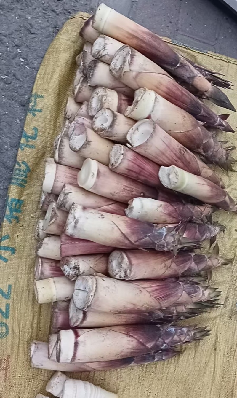 【热卖】苦笋产地直销量大质优价格优惠支持视频看货