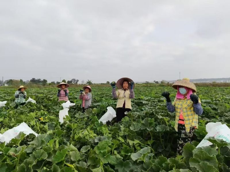 广东湛江雷州贝贝南瓜产地发货一手货源批发品质保证价格美丽