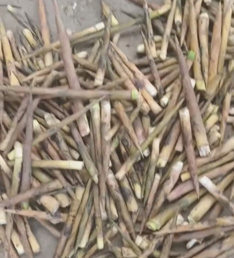 【热卖】金竹笋产地直销量大质优价格优惠欢迎采购