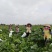广东湛江雷州贝贝南瓜产地发货品质保证价格美丽欢迎咨询合作