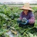 广东湛江雷州贝贝南瓜产地发货品质保证价格美丽欢迎咨询合作