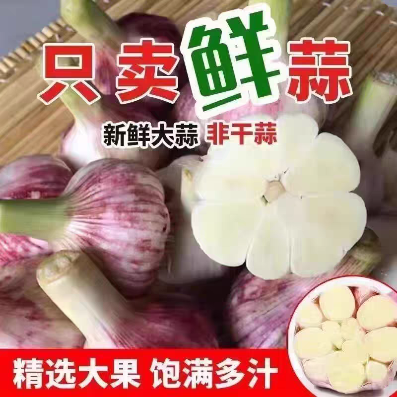 大蒜头紫皮蒜大蒜红蒜果子看货论价保质保量