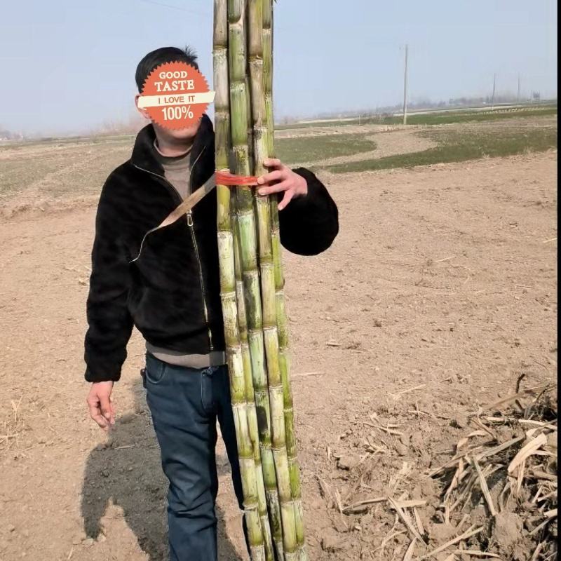 青皮甘蔗,皮薄肉厚汁水浓郁口感脆甜,小批量也发货试单无忧