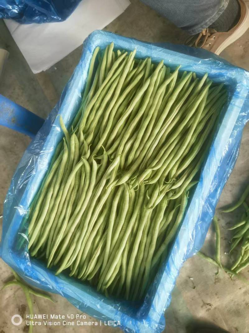 精品无丝豆芸豆，产地批发价低，品质优良色泽鲜绿，全国发货