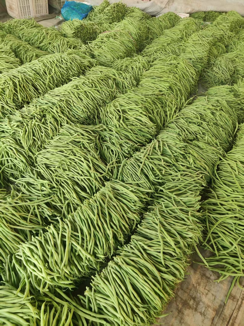 精品无丝豆芸豆，产地批发价低，品质优良色泽鲜绿，全国发货