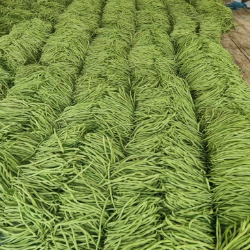 精品无丝豆芸豆，产地批发价低，品质优良色泽鲜绿，全国发货