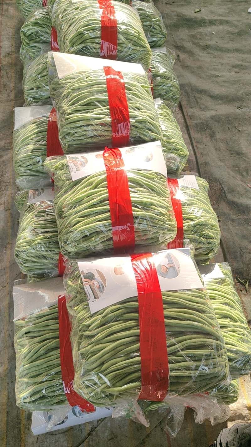 精品无丝豆芸豆，产地批发价低，品质优良色泽鲜绿，全国发货