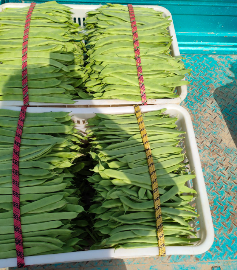 精品无丝豆芸豆，产地批发价低，品质优良色泽鲜绿，全国发货