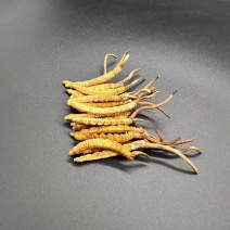 西藏那曲虫草正宗冬虫夏草规格1克3根顺丰包邮