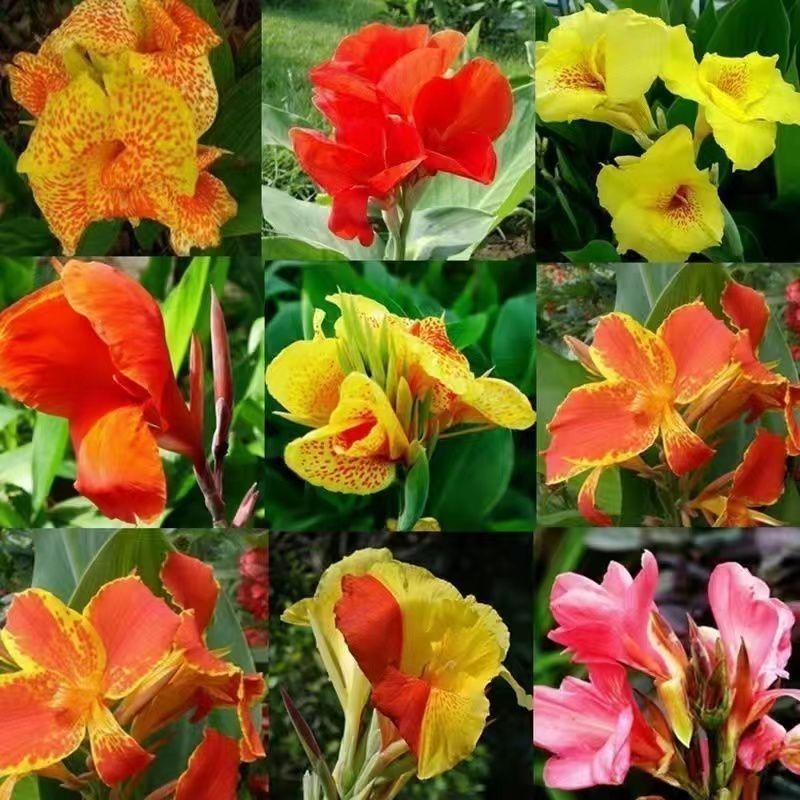 美人蕉种球种根美人蕉花大花桌面盆栽盆栽阳台开花栽种
