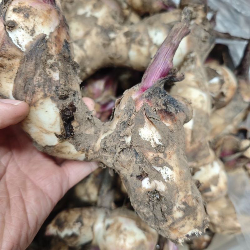 美人蕉种球种根美人蕉花大花桌面盆栽盆栽阳台开花栽种