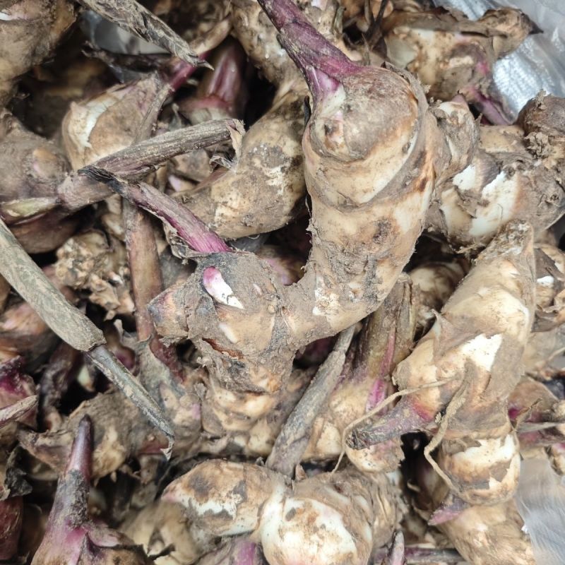 美人蕉种球种根美人蕉花大花桌面盆栽盆栽阳台开花栽种