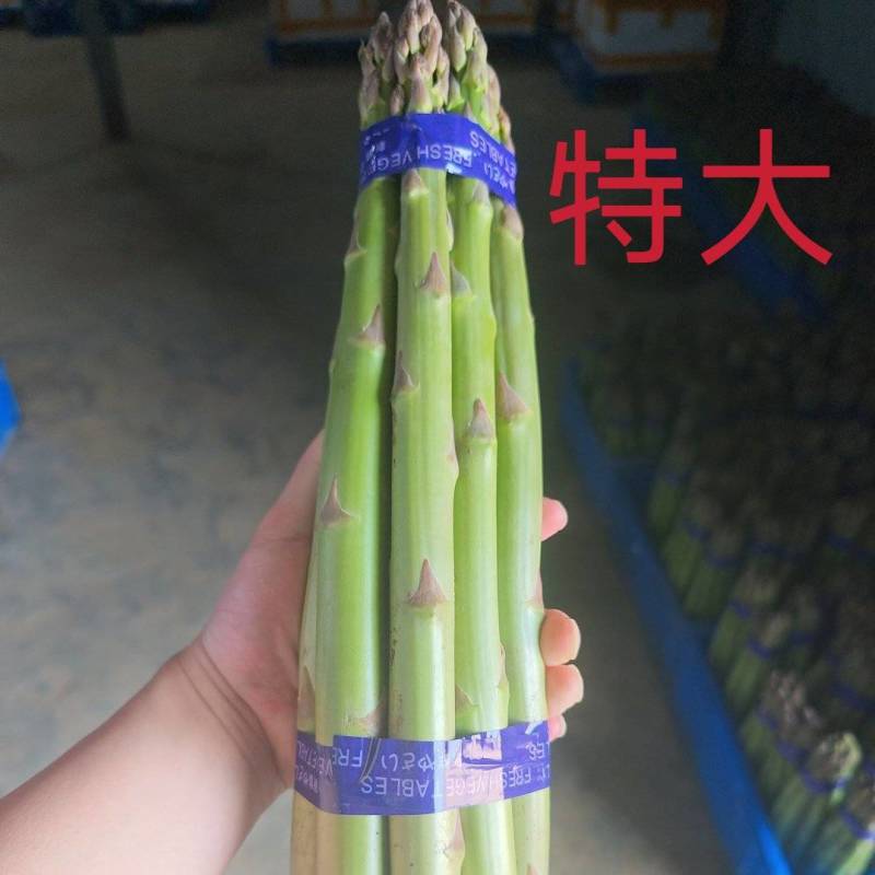 新鲜芦笋产地批发，当天现采源头芦笋基地，常年稳定供货优