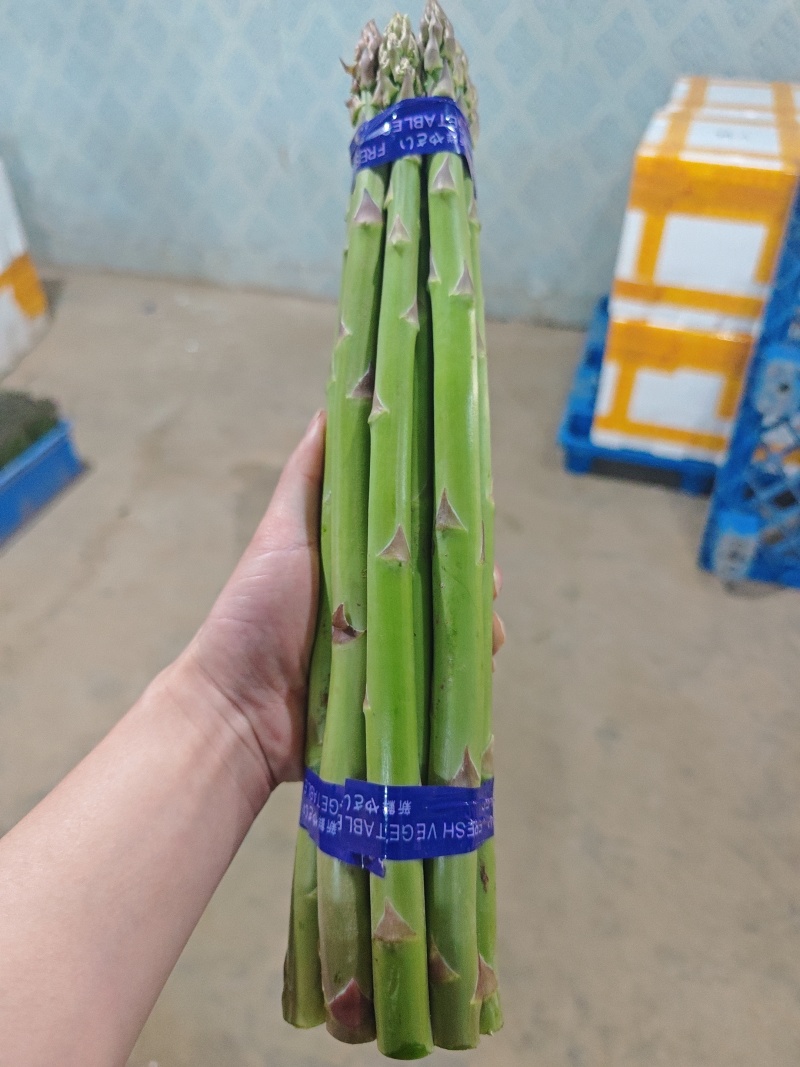 新鲜芦笋产地批发，当天现采源头芦笋基地，常年稳定供货优