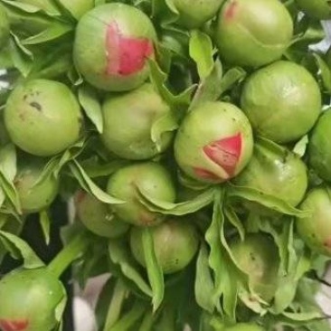 国产进口芍药批发可以预约芍药鲜切花