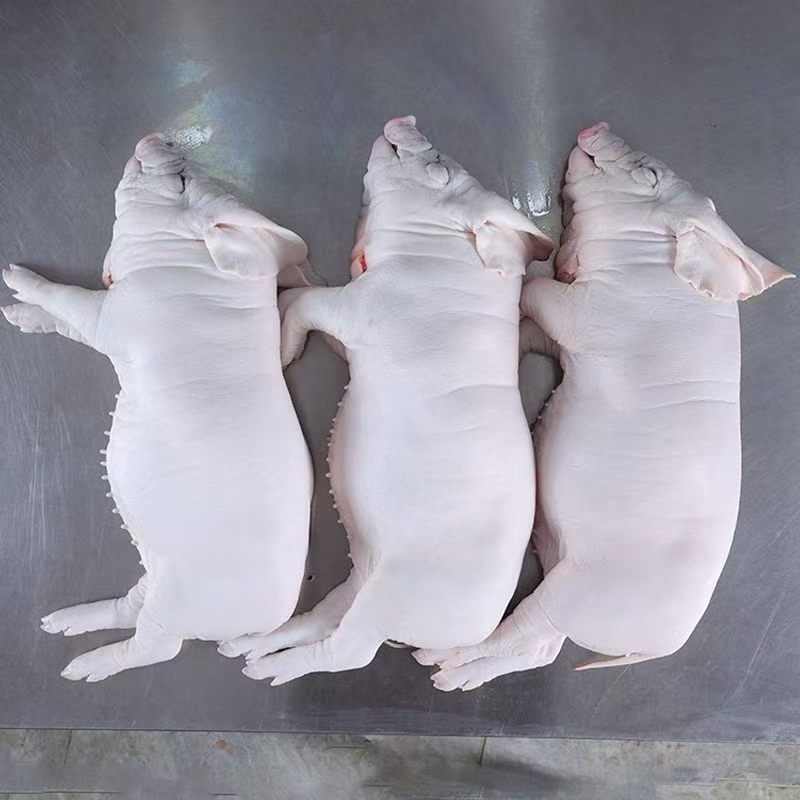 乳猪，厂家直发，大量有货，欢迎各位老板咨询采购