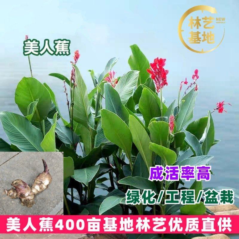 美人蕉种球种根美人蕉花大花桌面盆栽盆栽阳台开花栽种