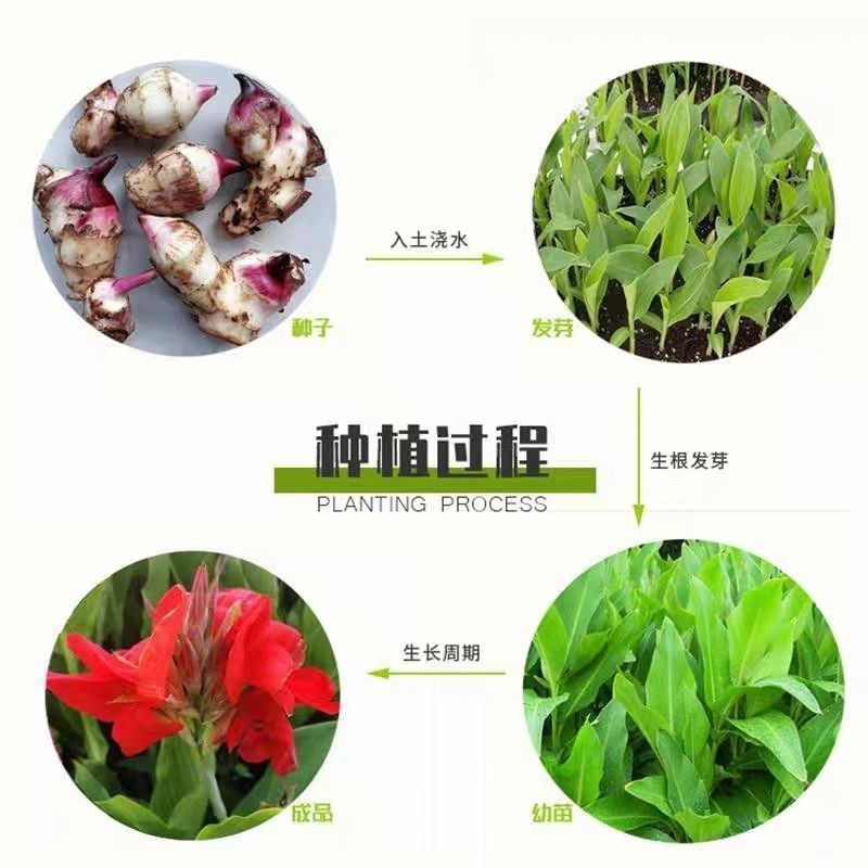 美人蕉种球种根美人蕉花大花桌面盆栽盆栽阳台开花栽种